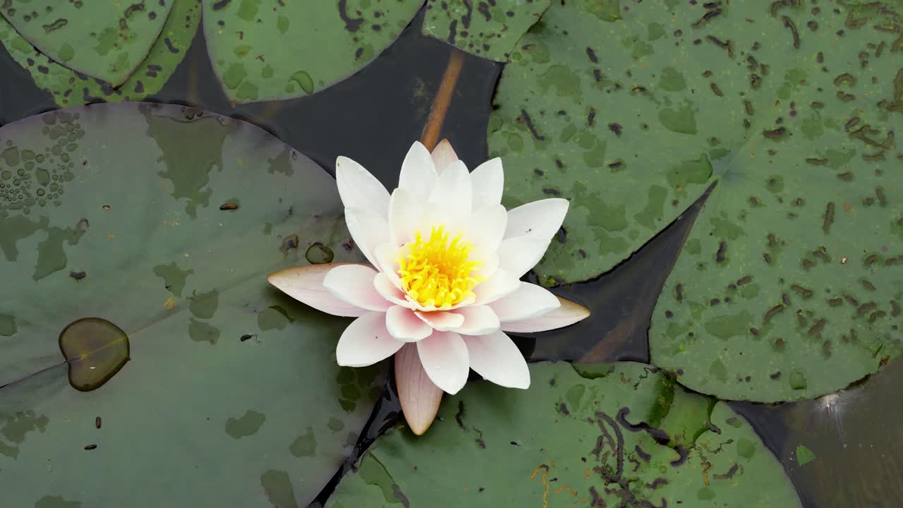 Vitória-régia com uma linda flor branca flutuando na superfície da água do lago