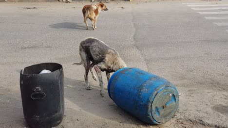 un perro callejero enfermo comiendo de un basurero en la carretera
