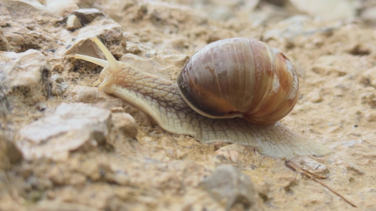 Close up of Vineyard Snail in wild. Tracking shot
