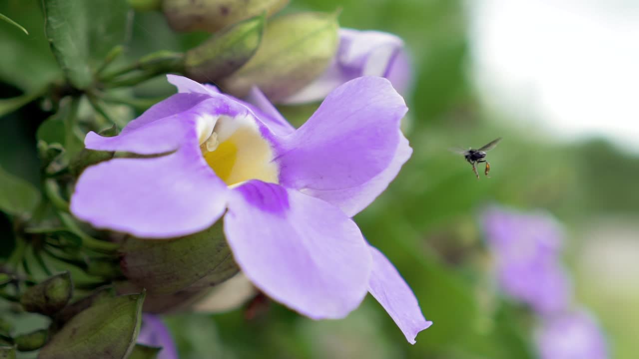 cerrar flor morada temblando con el viento en cámara lenta