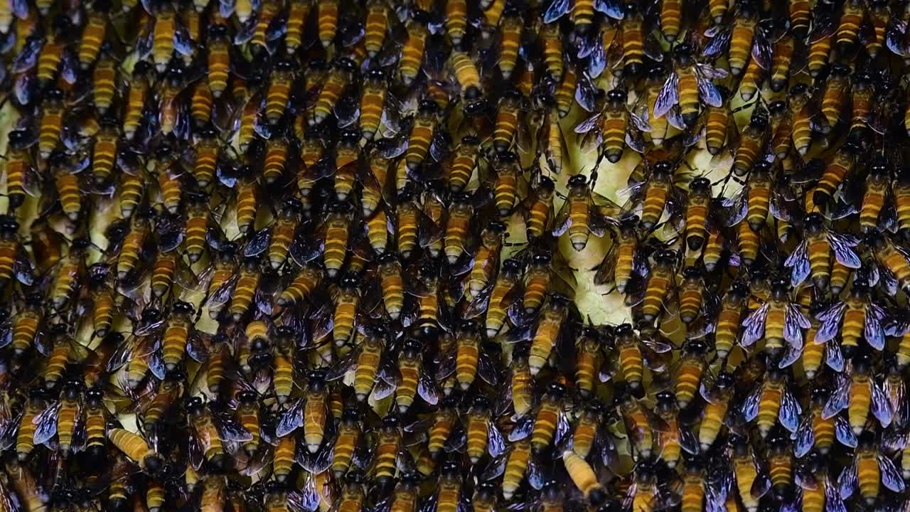 se sabe que las abejas melíferas gigantes construyen grandes colonias de nidos con bolsillos simétricos hechos de cera para almacenar miel como fuente de alimento.