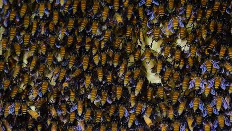 Es-Ist-Bekannt,-Dass-Riesige-Honigbienen-Große-Nestkolonien-Mit-Symmetrischen-Taschen-Aus-Wachs-Bauen,-In-Denen-Sie-Honig-Als-Nahrungsquelle-Speichern-Können