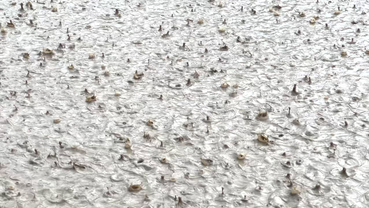 은 물 웅이에 비가 내리고 작은 방울이 남습니다.