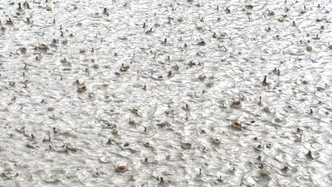 rain falling in a muddy water puddle leaving litle splashes