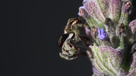 close profile of a jumping spider