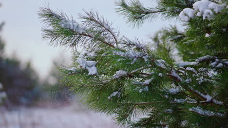 Conifer needles covered snow close up. Spruce tree shaking off soft snowflakes.