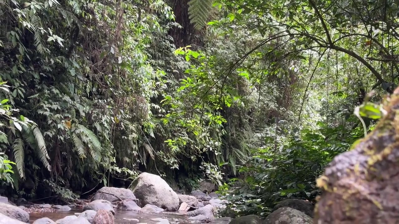 Panoramica verso il basso dalla lussureggiante chioma della foresta pluviale a un ruscello roccioso