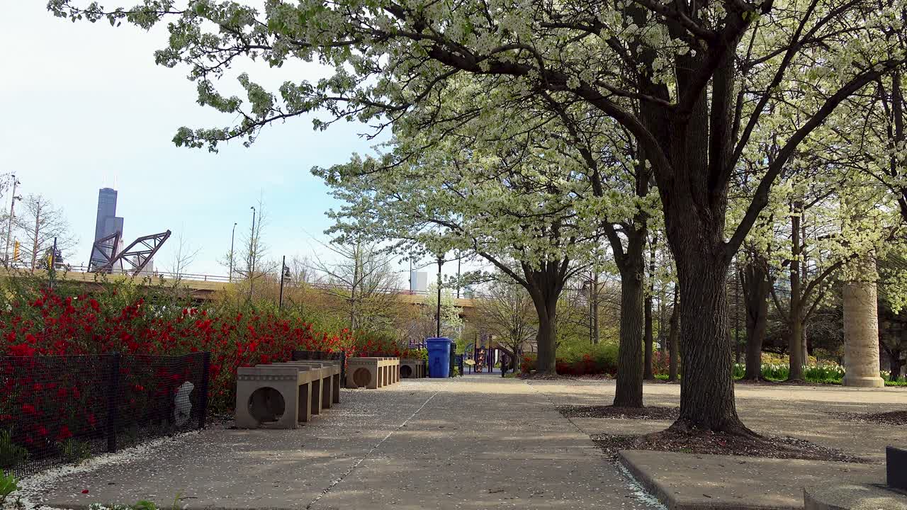 봄철에 시카고 시 공원 피는 나무와 붉은 꽃