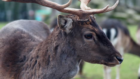 Männlicher-Europäischer-Damhirsch,-Nahaufnahme-Des-Kopfes,-Der-Weggeht