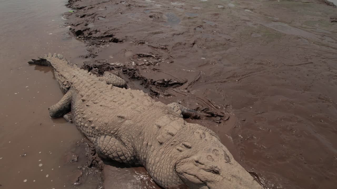 cocodrilo de cerca la orilla fangosa del río costa rica