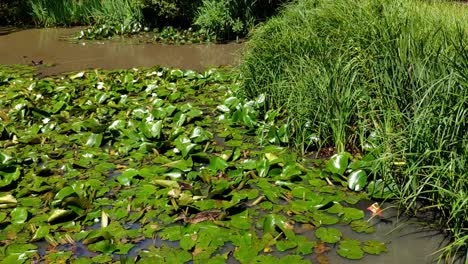 small pond with plenty of vegetation