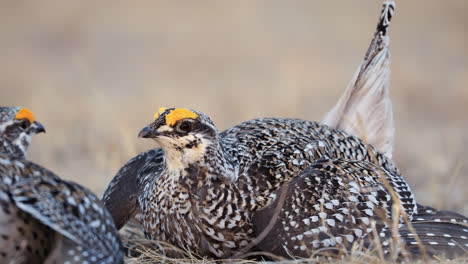 extreme close up of sharp tailed grouse male bird lekking, shallow dof