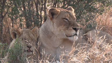 Beautiful-close-up-of-a-lioness-lying-in-the-bush-with-her-cub