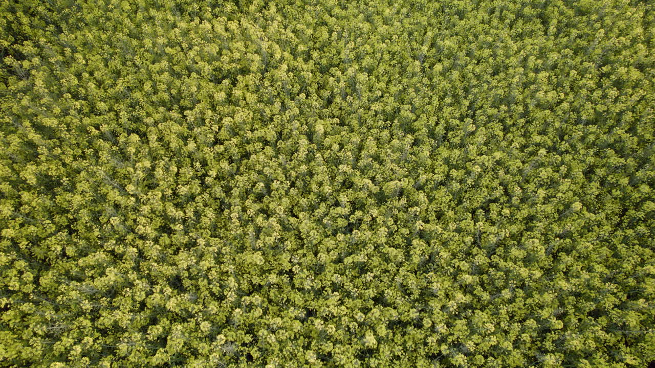 녹색 나무 필드의 천정 슬로우 샷