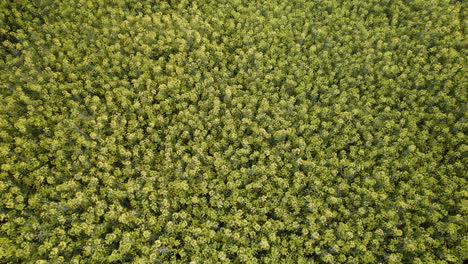 tiro lento cenital del campo de árboles verdes