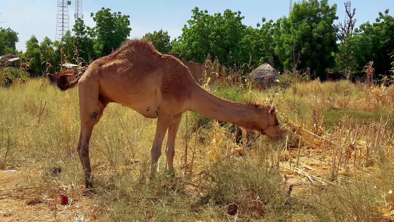 camellos buscando alimento en el campo nigeriano