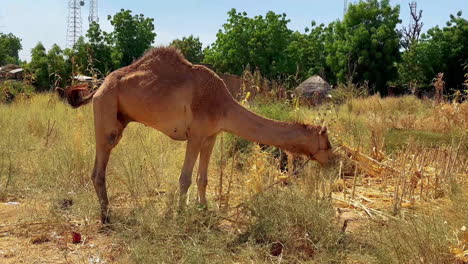 Kamele-Auf-Nahrungssuche-In-Der-Nigerianischen-Landschaft