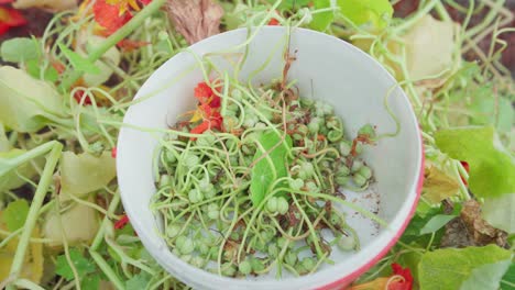 Bowl-Of-Nasturtium-Seedpods.---high-angle