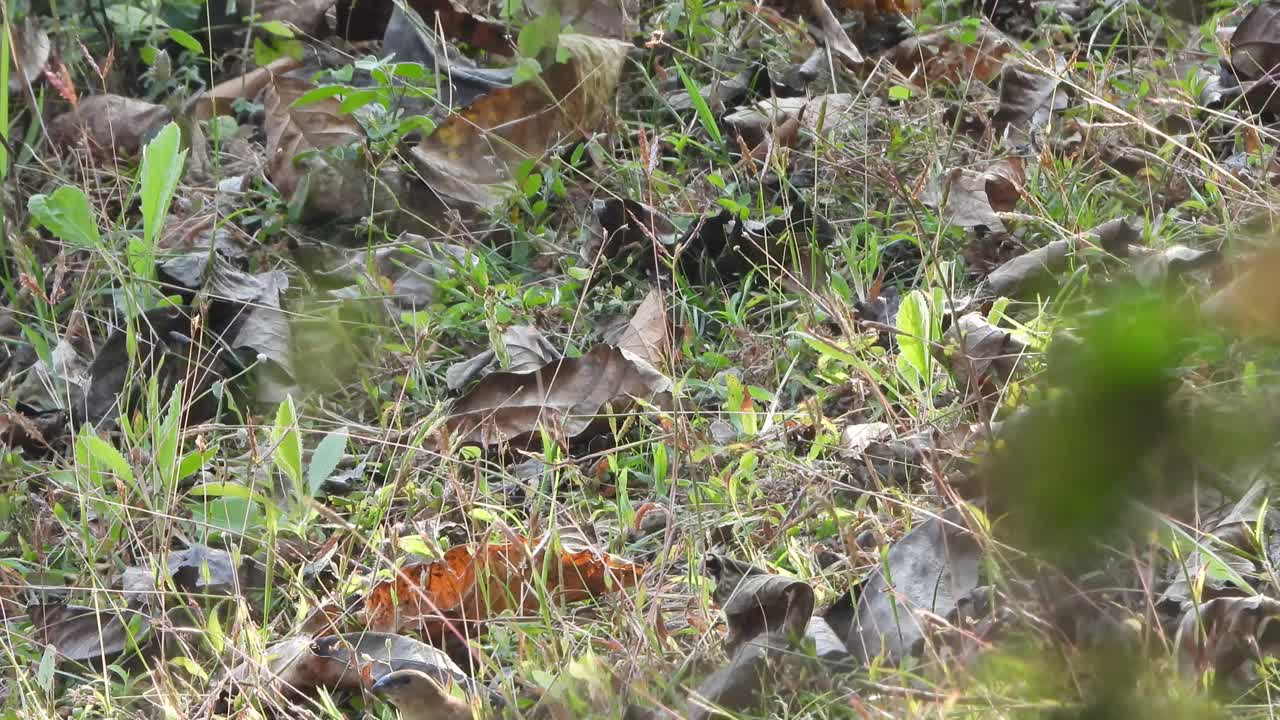 비늘 모양의 가슴 무니아 - 지상 종자를 먹음