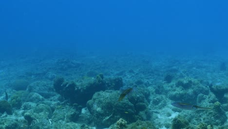 calamar de arrecife del caribe en el arrecife de coral del mar del caribe alrededor de curacao