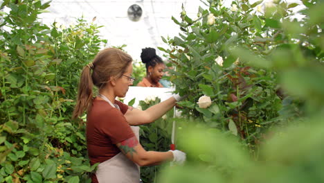 Mujer-Cortando-Rosas-En-Invernadero-De-Flores