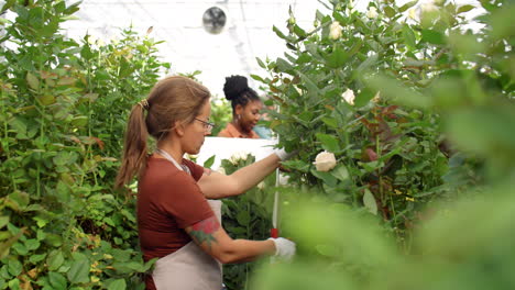 mujer cortando rosas en el invernadero de flores