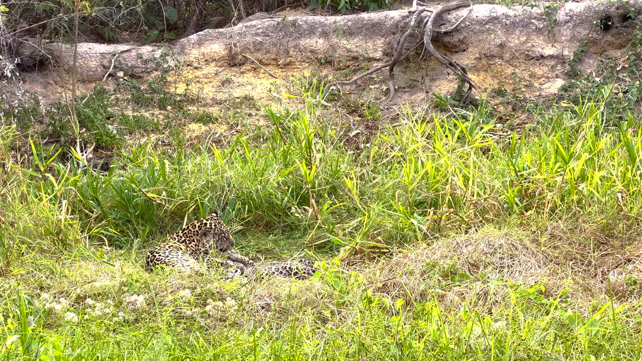 Jaguar Mother and Cub Resting in the Grass