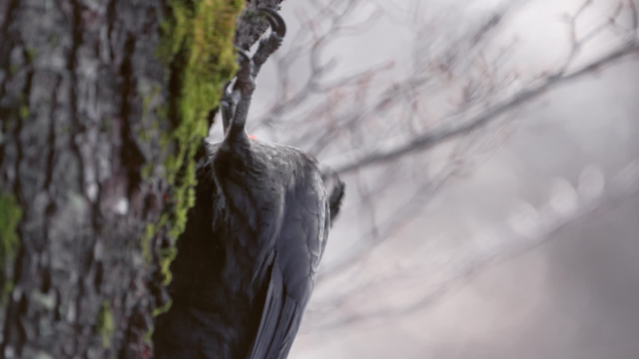 удивительный портрет магелланского дрыгольника в южном патагонском лесу недалеко от эль-шальтена.