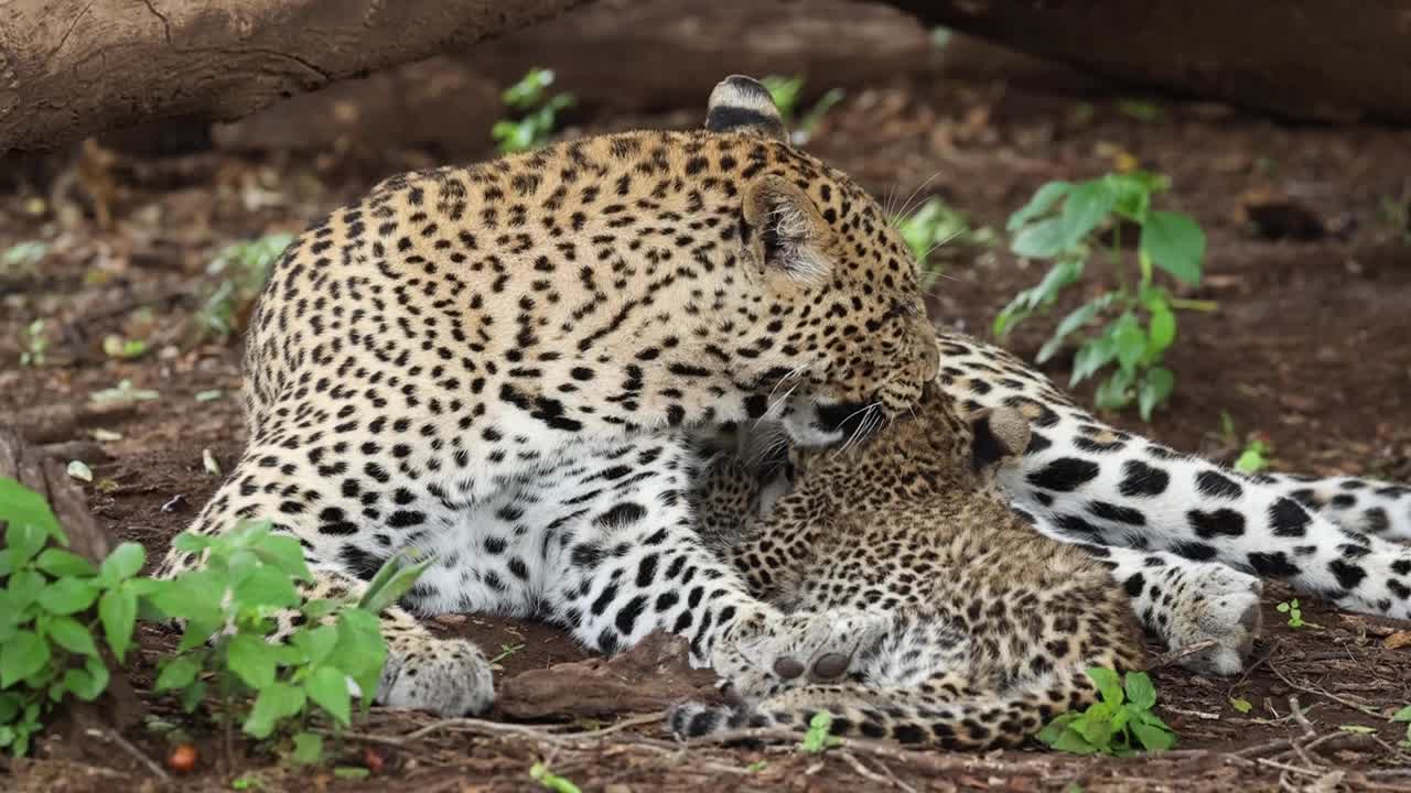 madre leopardo preparando a su pequeño cachorro mientras amamanta en botswana
