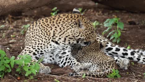 leopard mother grooming her tiny cub whilst it suckles in botswana