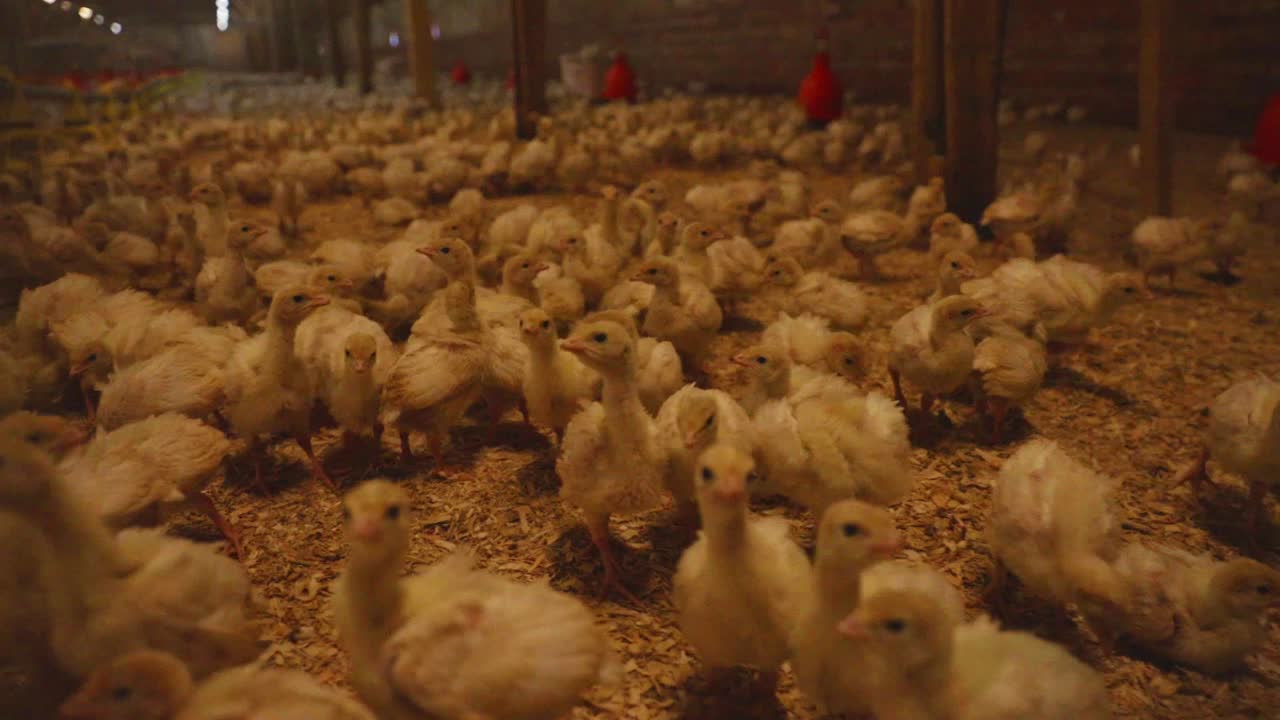 Tilt and pan to show many young white turkeys on indoor poultry farm in England. Artificial lighting and automatic water and feed systems.