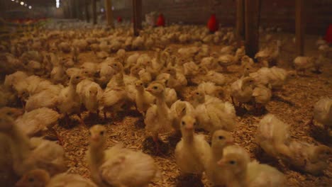 tilt and pan to show many young white turkeys on indoor poultry farm in england. artificial lighting and automatic water and feed systems.