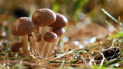 hongos armillaria de agarico de miel en un bosque soleado