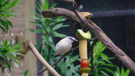 Close-up-of-Hungry-Bali-Myna-Pecking-Corn,-Feeding-Rothschild's-Mynah-at-Bali-Safari-and-Marine-Park