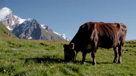 brown cow in alpine meadow