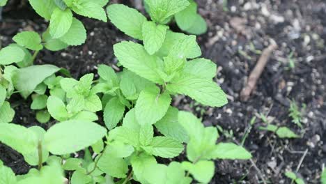 fresh mint leaves growing in soil in organic home garden