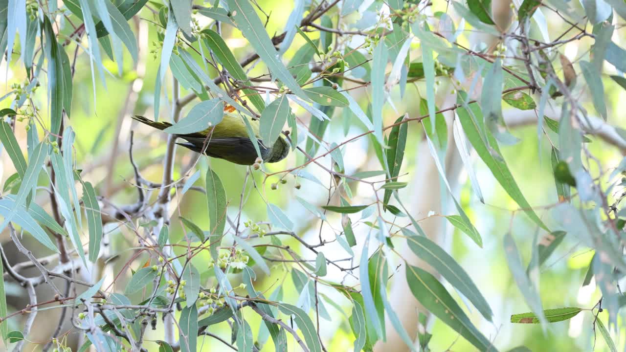 유칼립투스 잎 사이 에 서 있는 새