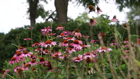 Rosa-Blumen-Im-Park---Biene-Fliegt-Vorbei