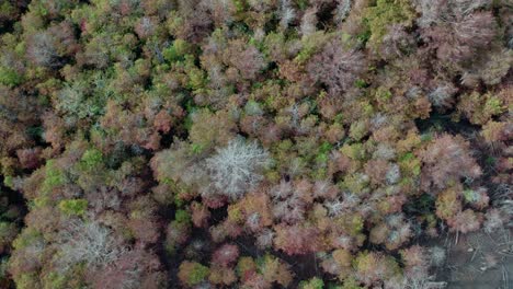 vuelo aéreo sobre el denso bosque de hojas caducas y pinos durante el otoño en el norte de florida