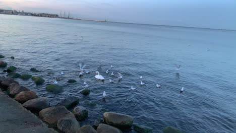 swan and seagulls on the coast at dusk