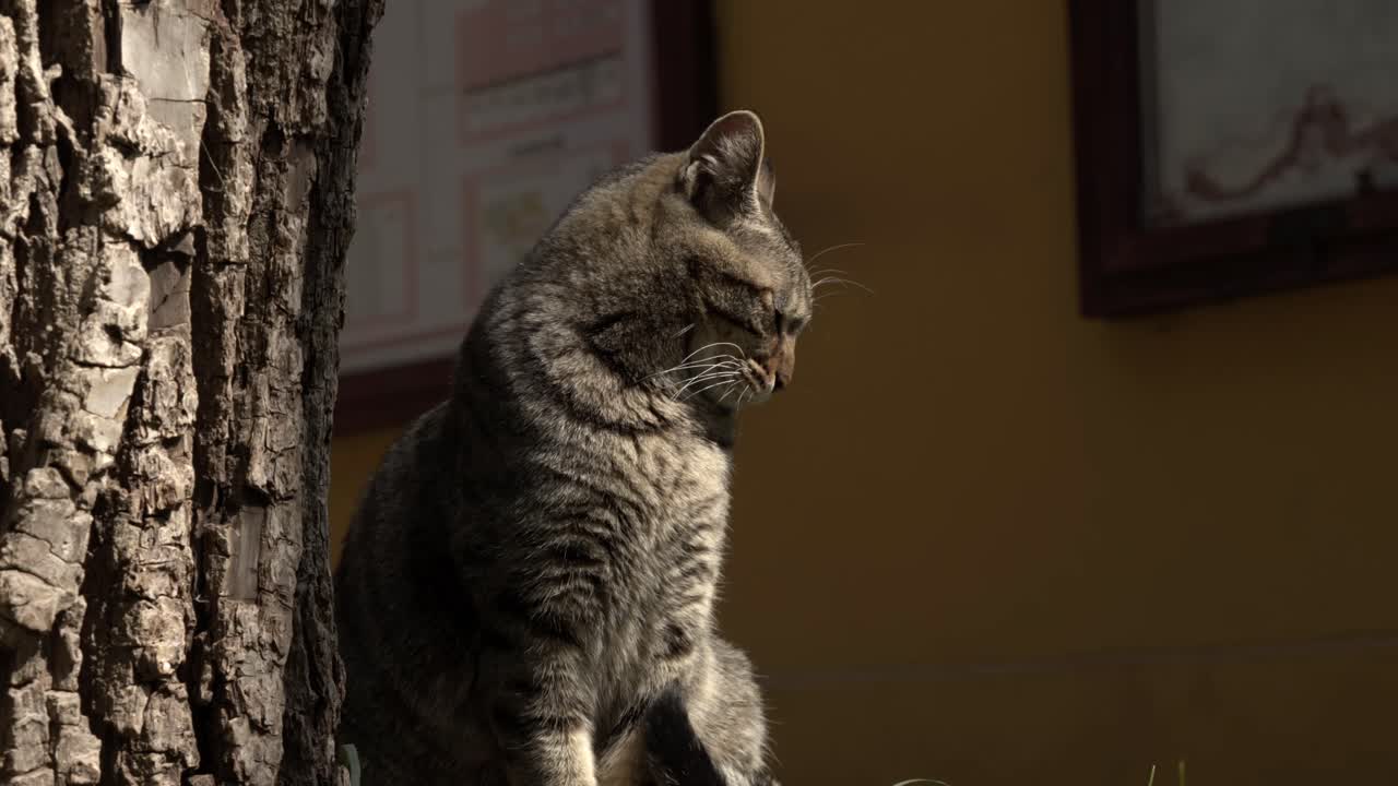 黄色い壁を背景に、日光を浴びて目を細める灰色のトラ猫 3。