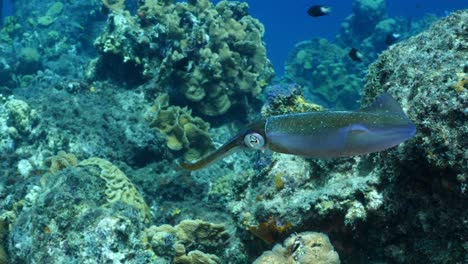 calamar de arrecife del caribe en el arrecife de coral del mar del caribe alrededor de curacao