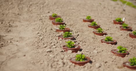 Potted-Plants-Growing-On-Field-In-Summer-1