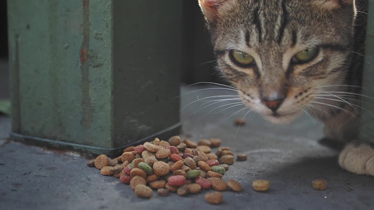 Katze frisst Katzenfutter im Freien