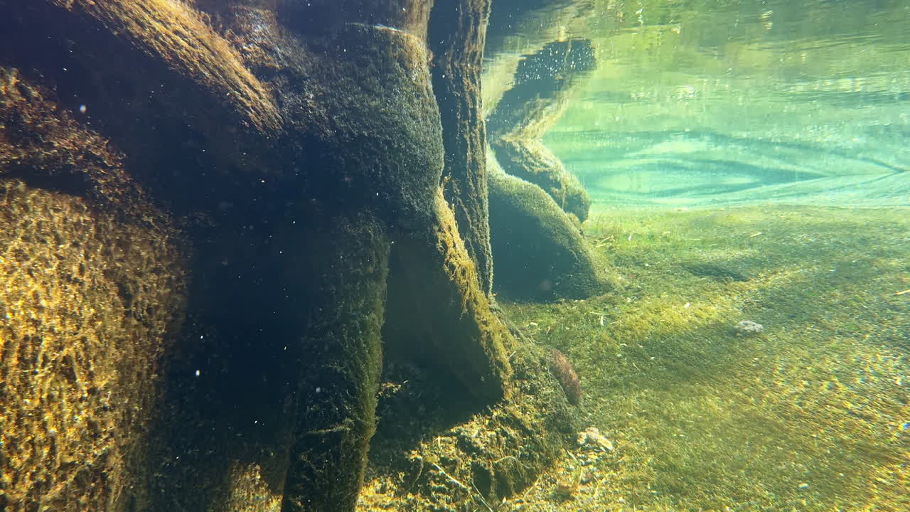 Vista subacquea delle radici degli alberi in acque cristalline di un lago in una giornata estiva di sole.