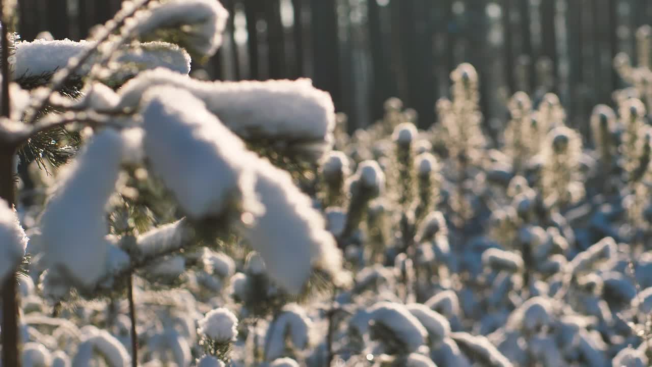 bosque de pinos en invierno
