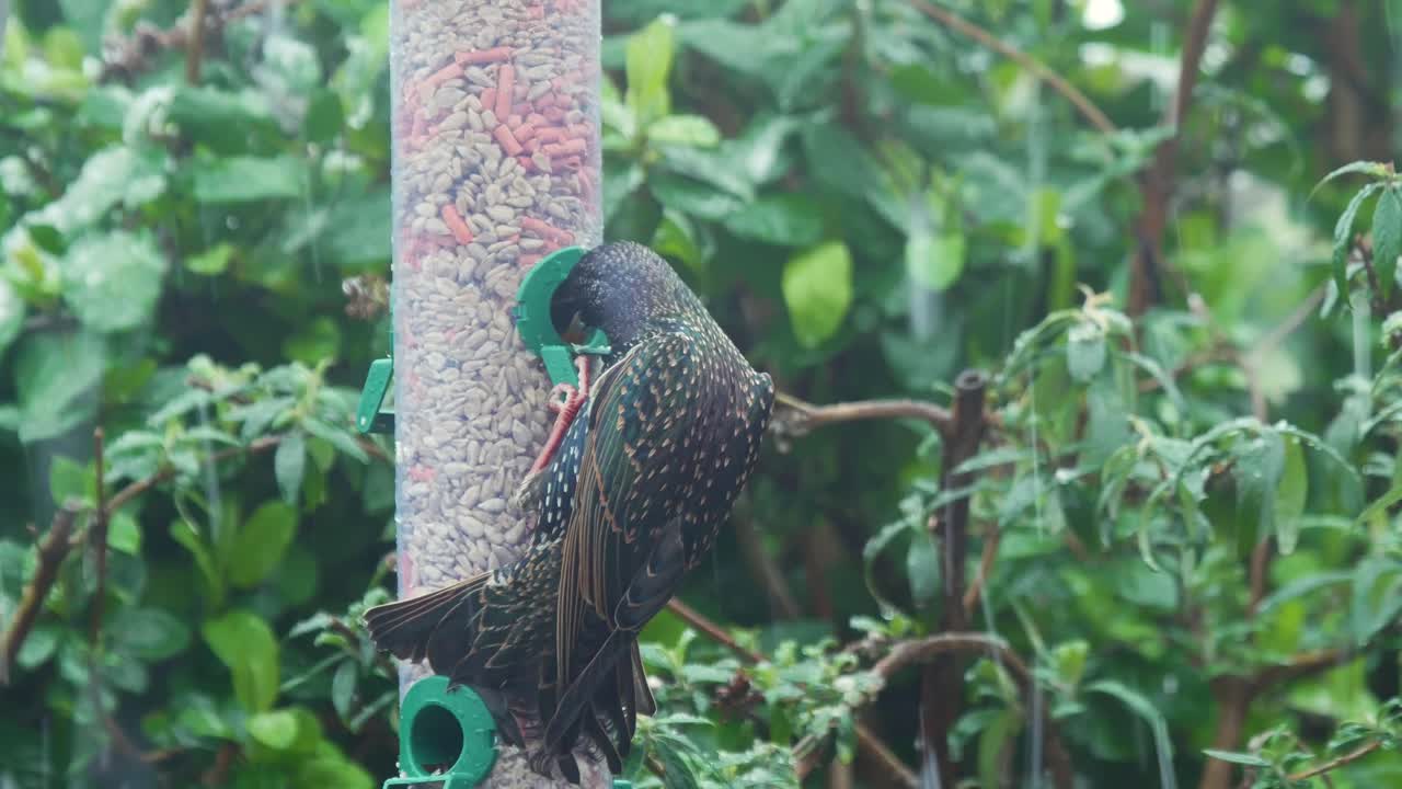 Starling feeding on bird feeder in a UK garden with falling snow