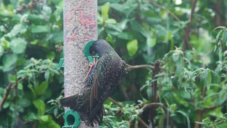 starling alimentándose de comedero para pájaros en un jardín británico con nieve que cae