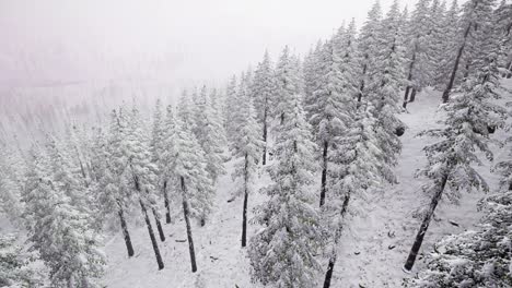 aerial snow covered trees landscape