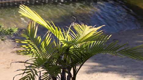 un árbol de palma balanceándose cerca de un canal